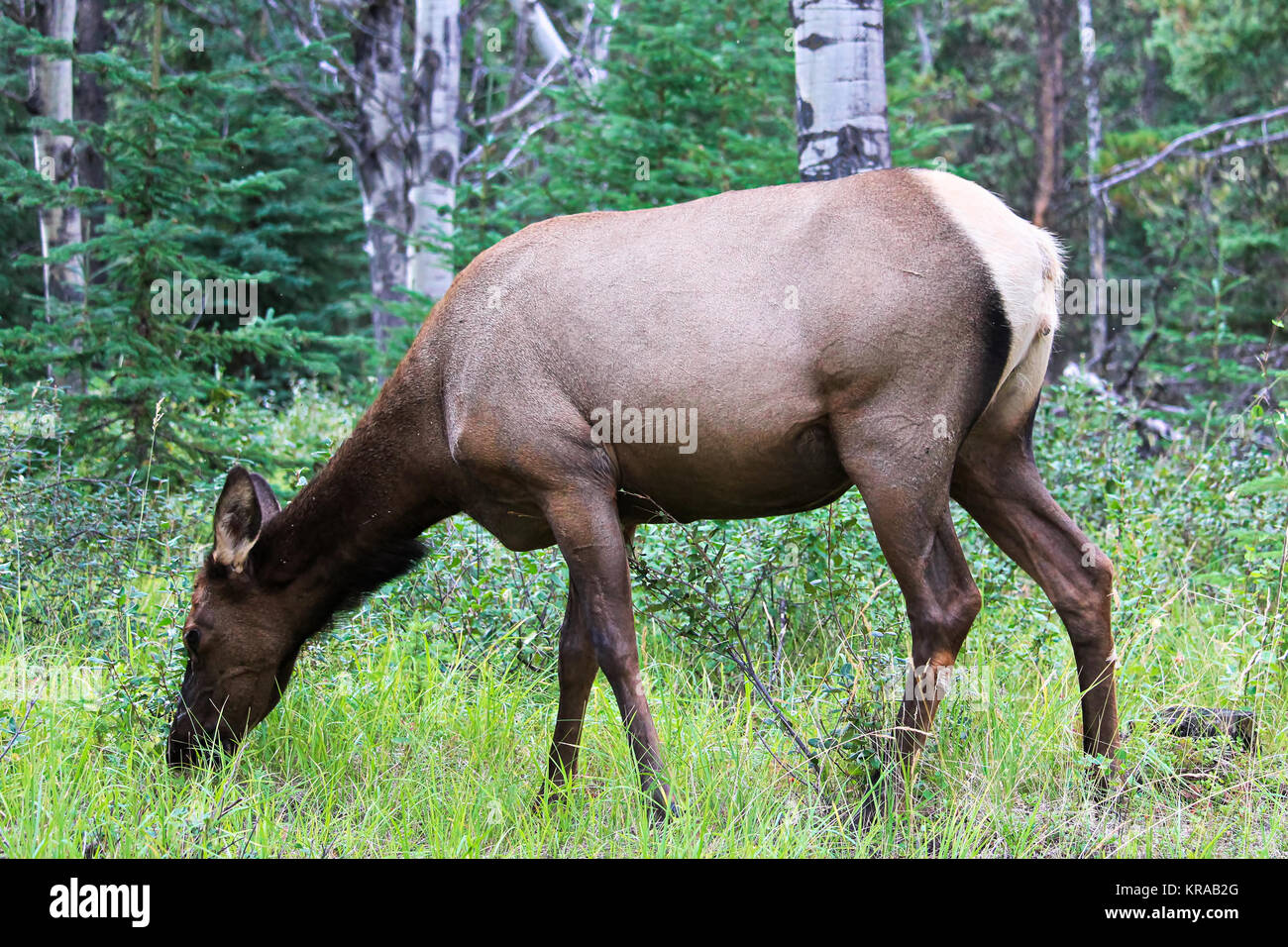 Eine weibliche Elk essen Gras in den Wald. Stockfoto