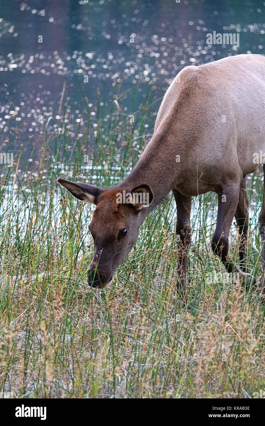 Ein junger Elch essen Gras von Wasser. Stockfoto