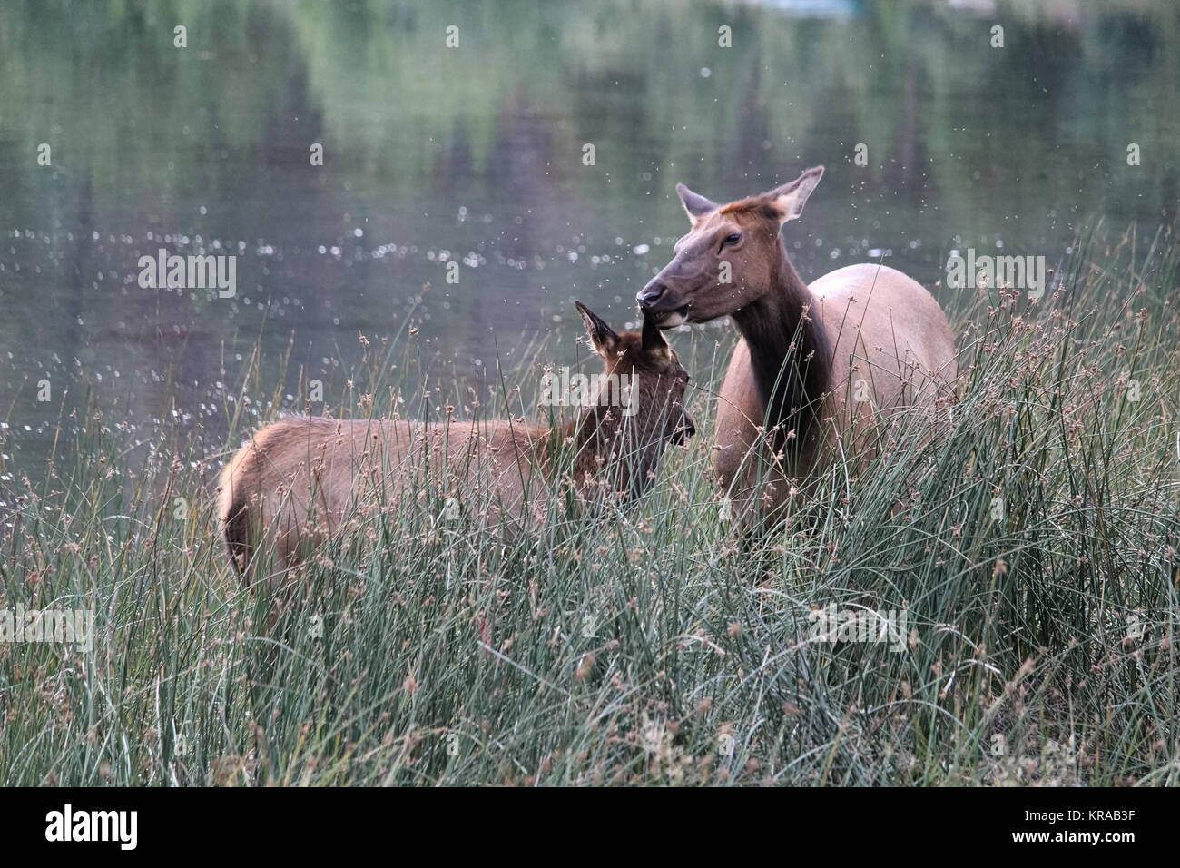 Eine weibliche Elk ihre Waden Ohren lecken. Stockfoto