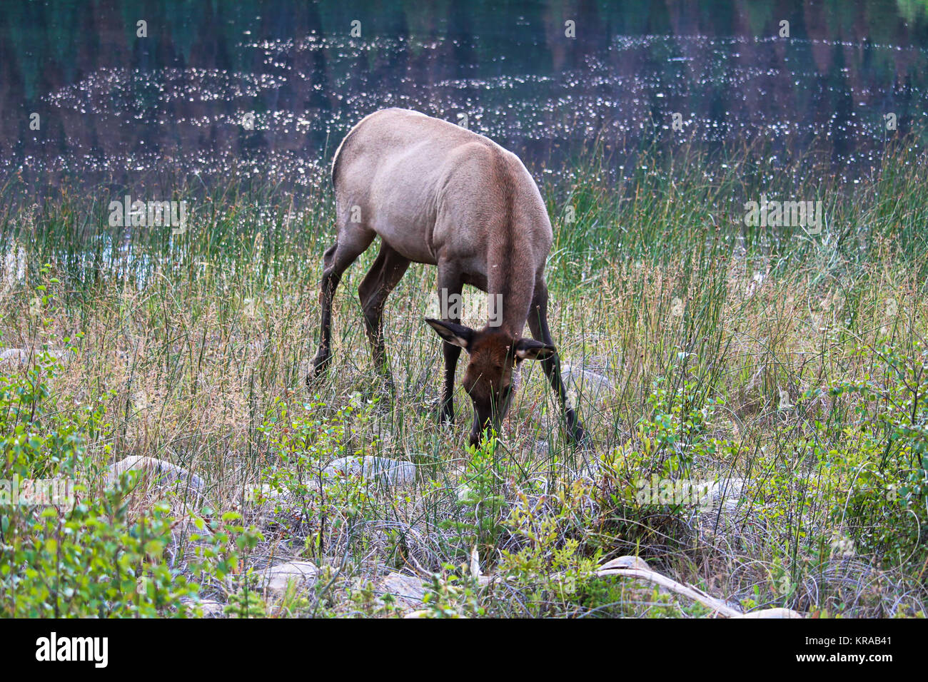 Elk essen Gras auf einem felsigen Ufer. Stockfoto