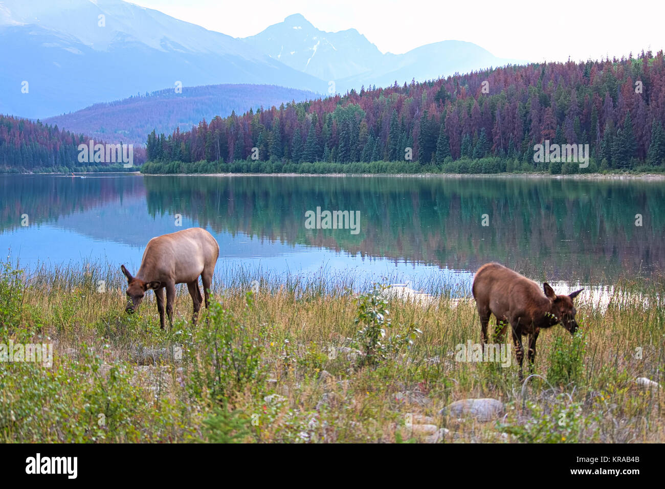Ein Elch und ihr Kalb weiden mit den Rocky Mountains im Hintergrund. Stockfoto