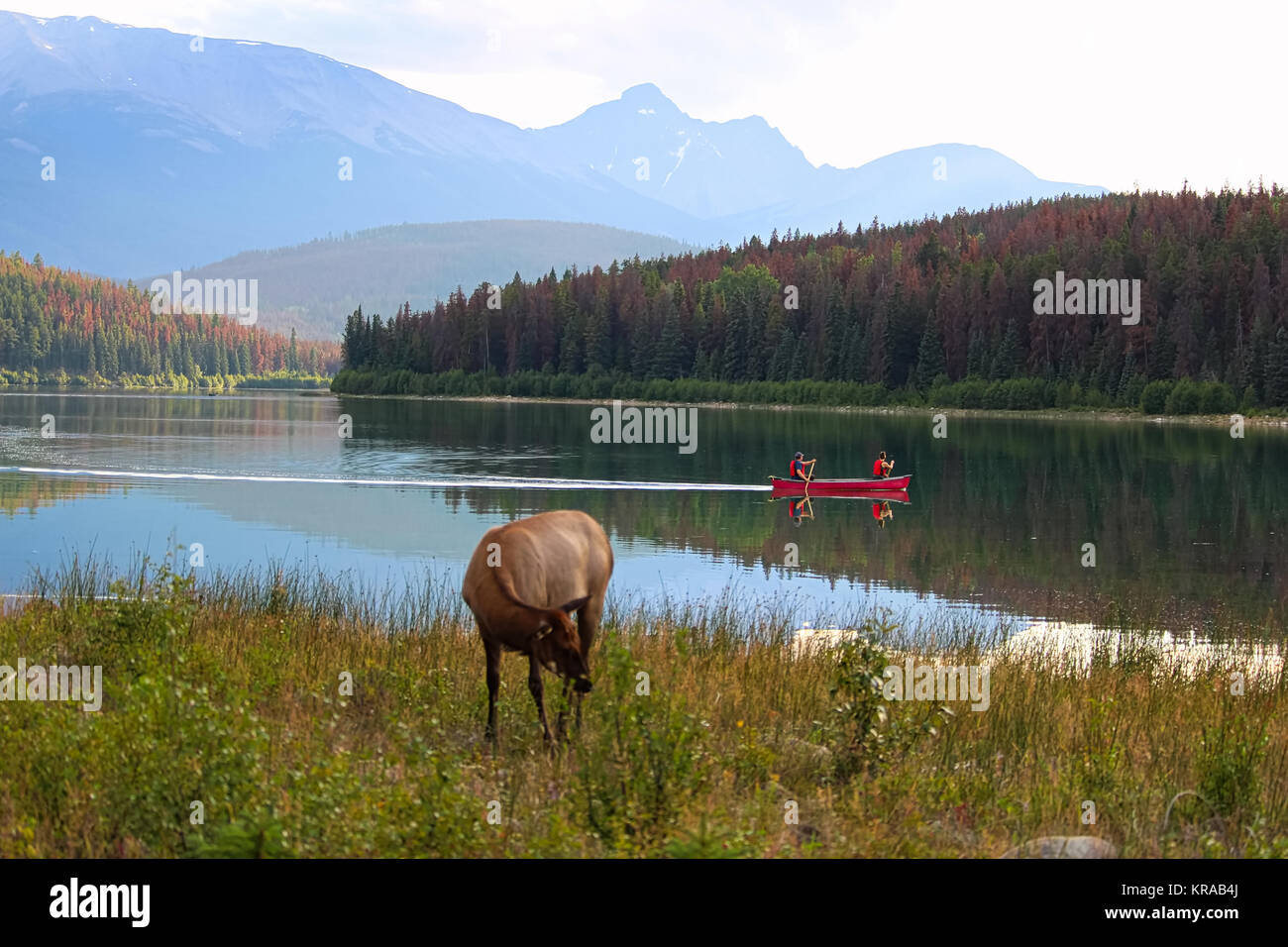 Kanus genießen Sie die Rocky Mountains mit Wildnis am Ufer. Stockfoto