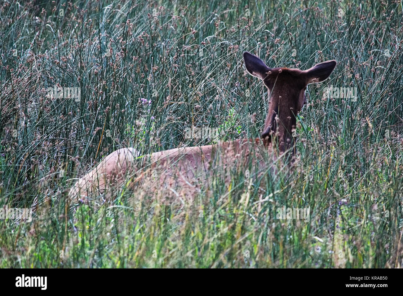 Ein Baby Elch sitzend Ruhen im hohen Gras. Stockfoto