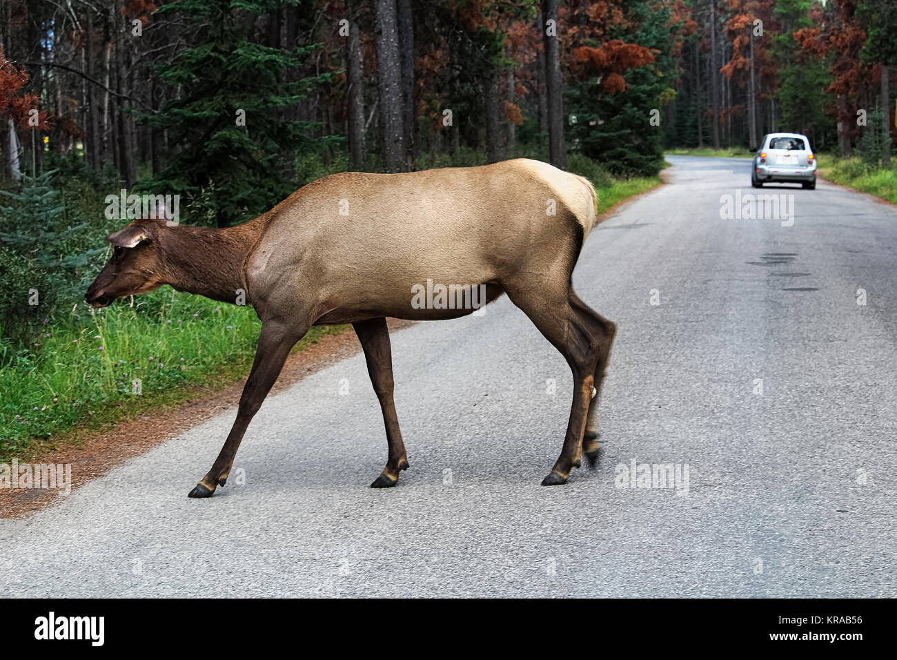Eine weibliche Elk eine Straße überqueren, die sich mit einem Fahrzeug im Hintergrund. Stockfoto