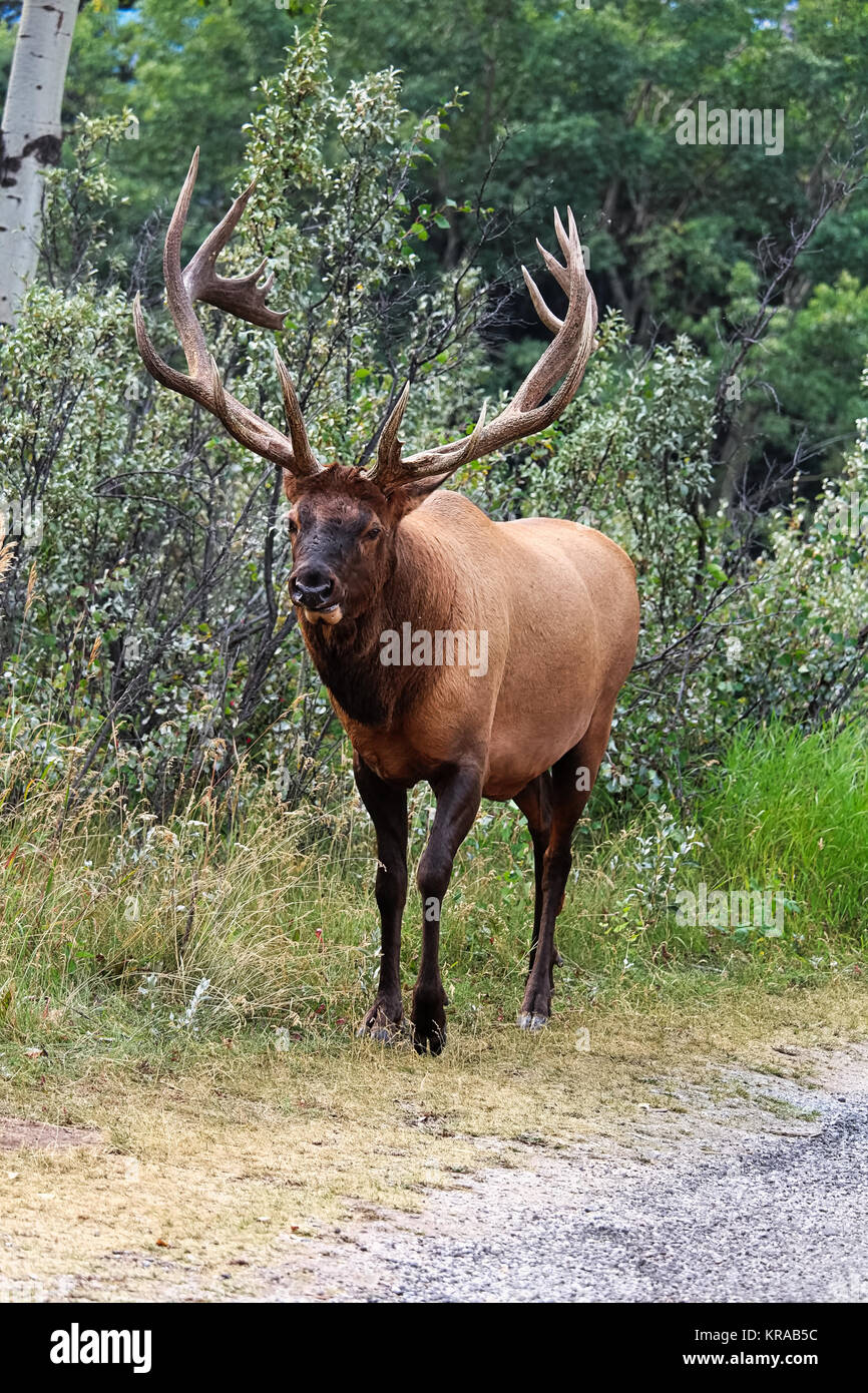 Eine majestätische Bull elk zeigt weg von seinem Geweih. Stockfoto
