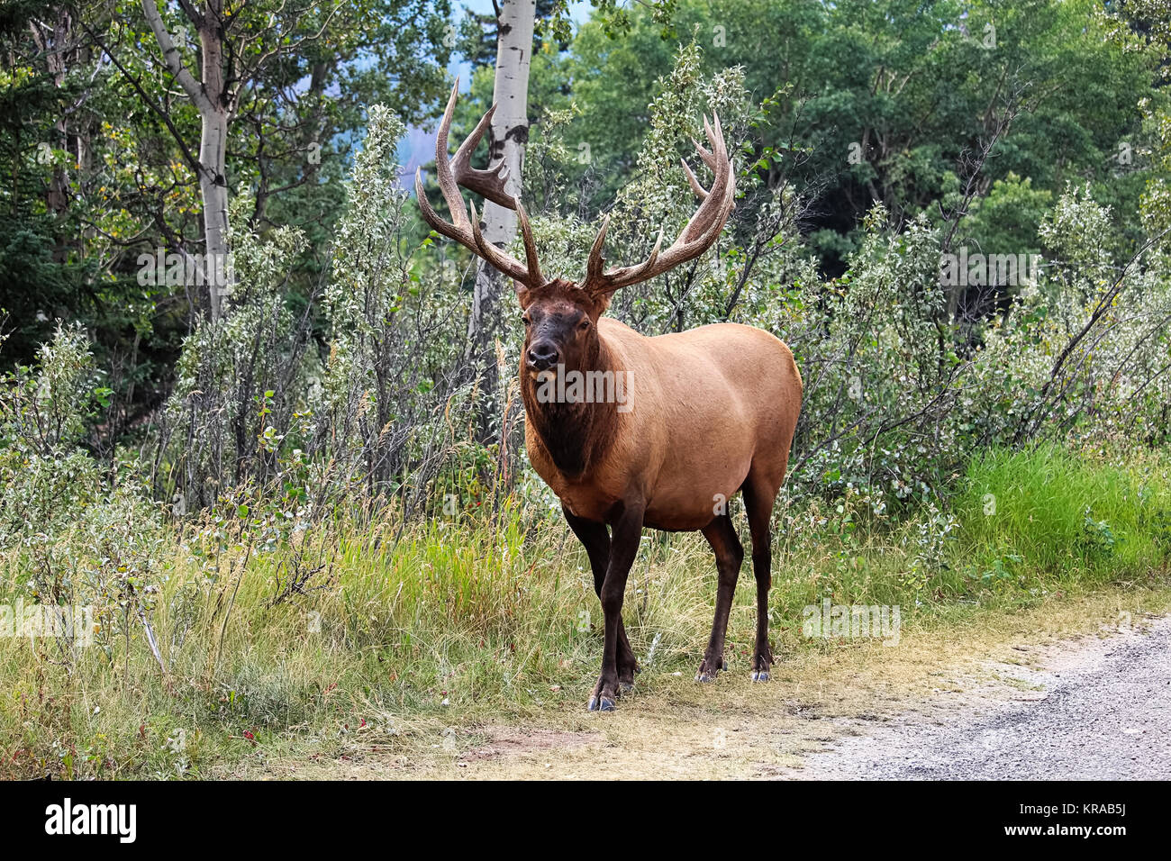 Eine majestätische Bull elk zeigt weg von seinem Geweih. Stockfoto