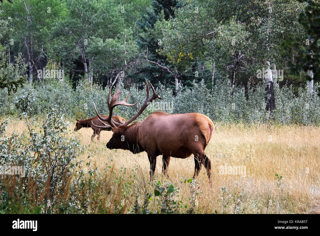 Ein bull Elk den Schutz seiner in einer Wiese gehört. Stockfoto