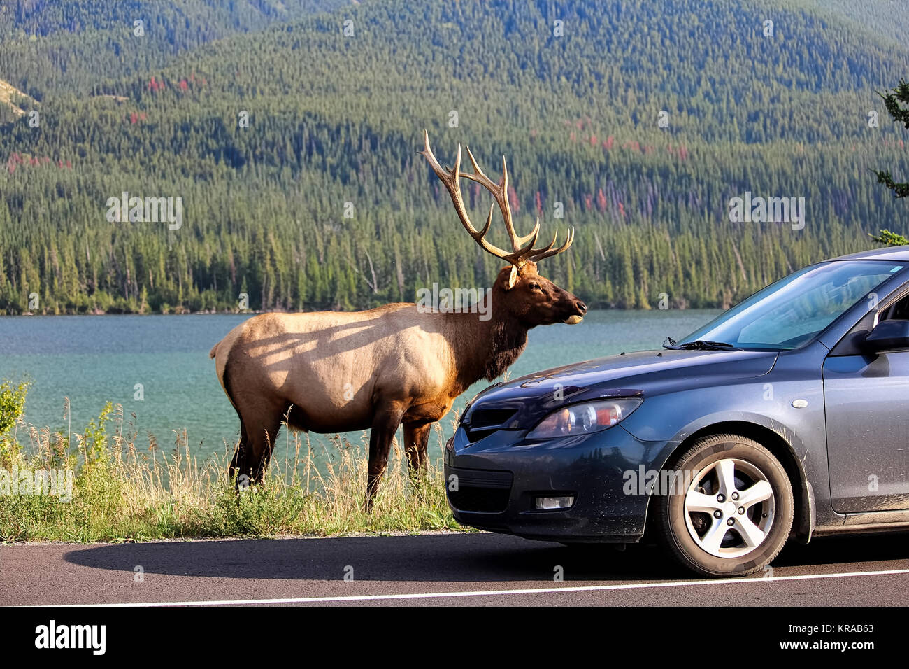 Ein Elch stier entlang der Autobahn als touristische Fahrzeuge stop gefährlich nahe. Stockfoto