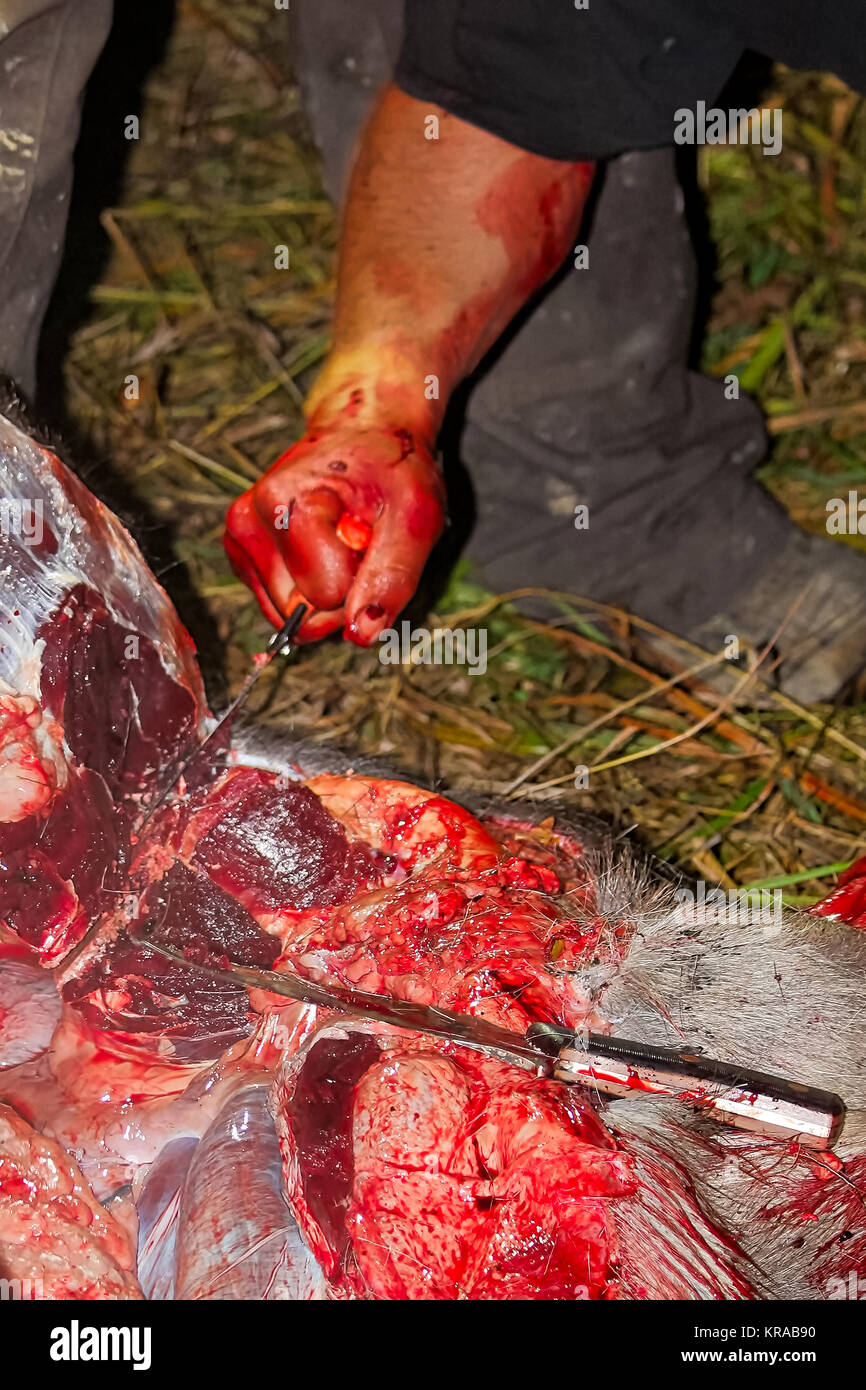 Die Aufteilung des Beckens Knochen auf einen Elch beim Feld Dressing. Stockfoto