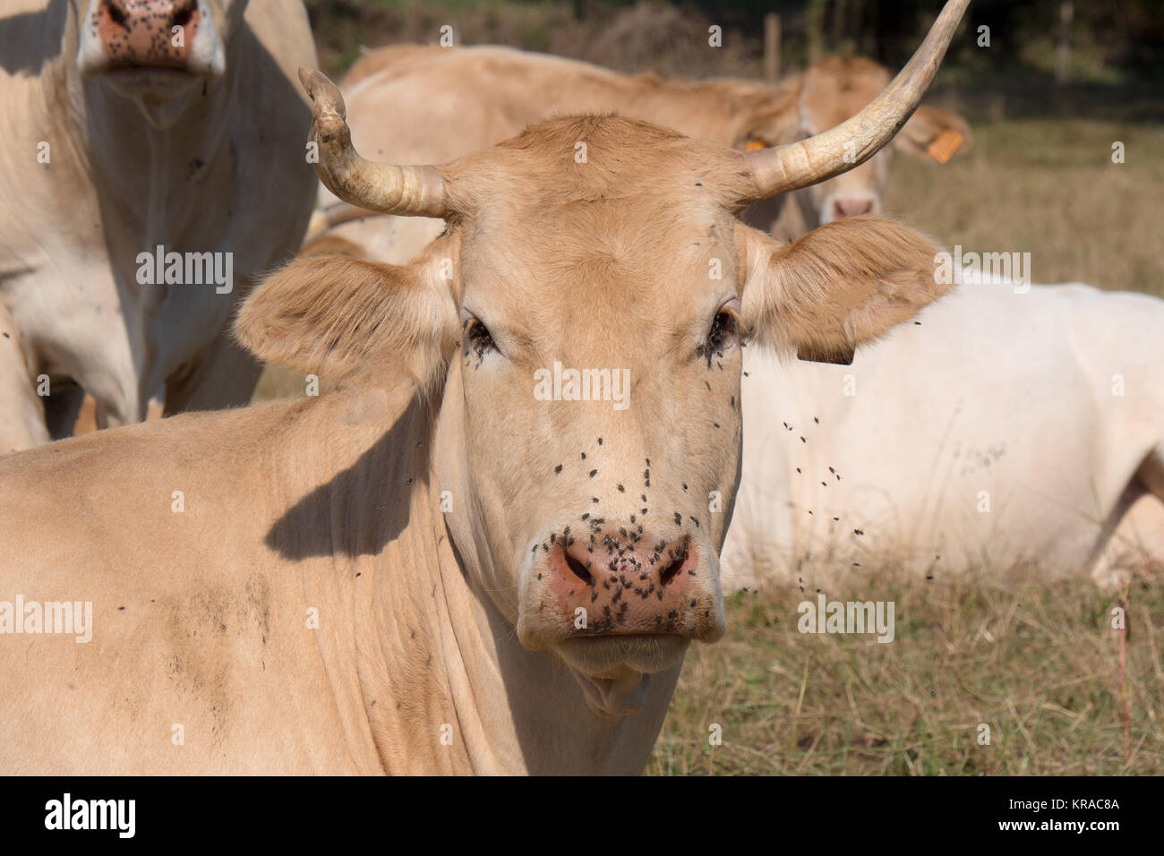 Nahaufnahme auf den Kopf einer Kuh mit Fliegen Stockfoto
