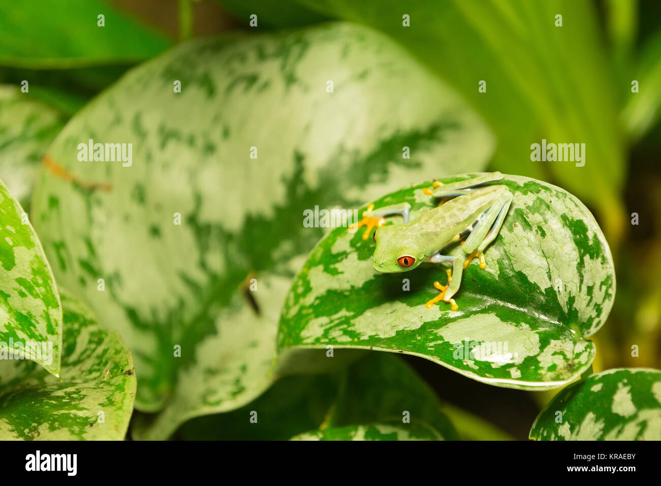 Red Eyed frog Agalychnis callidryas Stockfoto