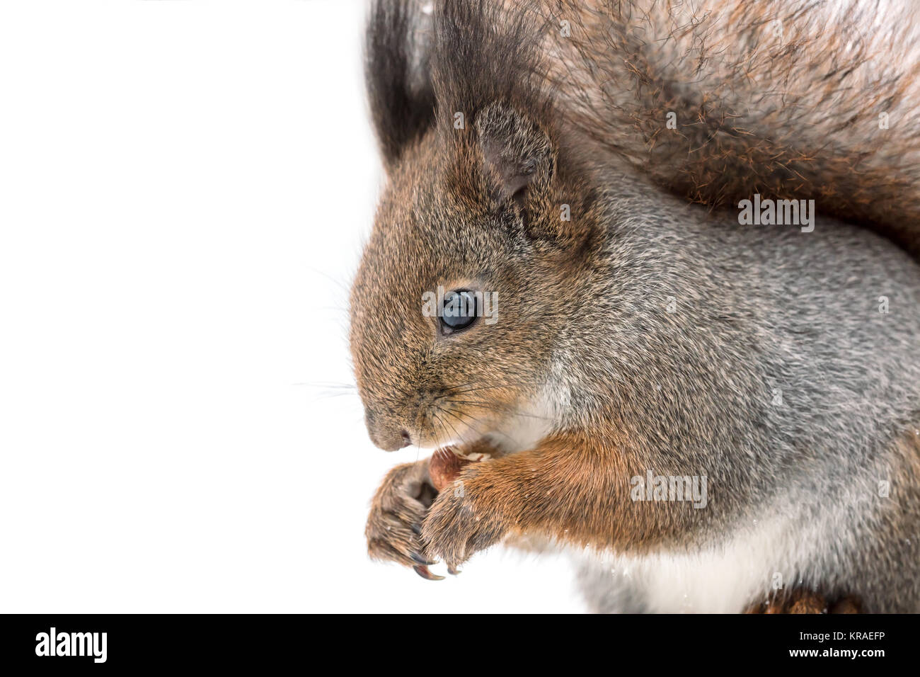Lustige rote Eichhörnchen sitzend in Schnee und Holding Mutter, Makro anzeigen Stockfoto