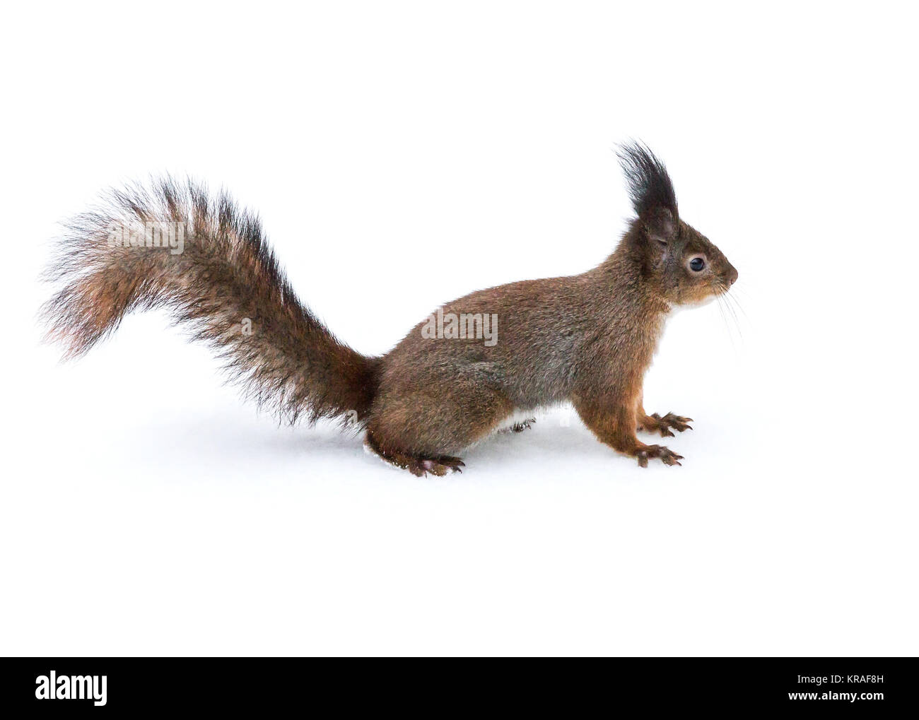 Kleine rote Eichhörnchen mit flauschigen Schwanz sitzen auf weißem Schnee im Winter Park Stockfoto