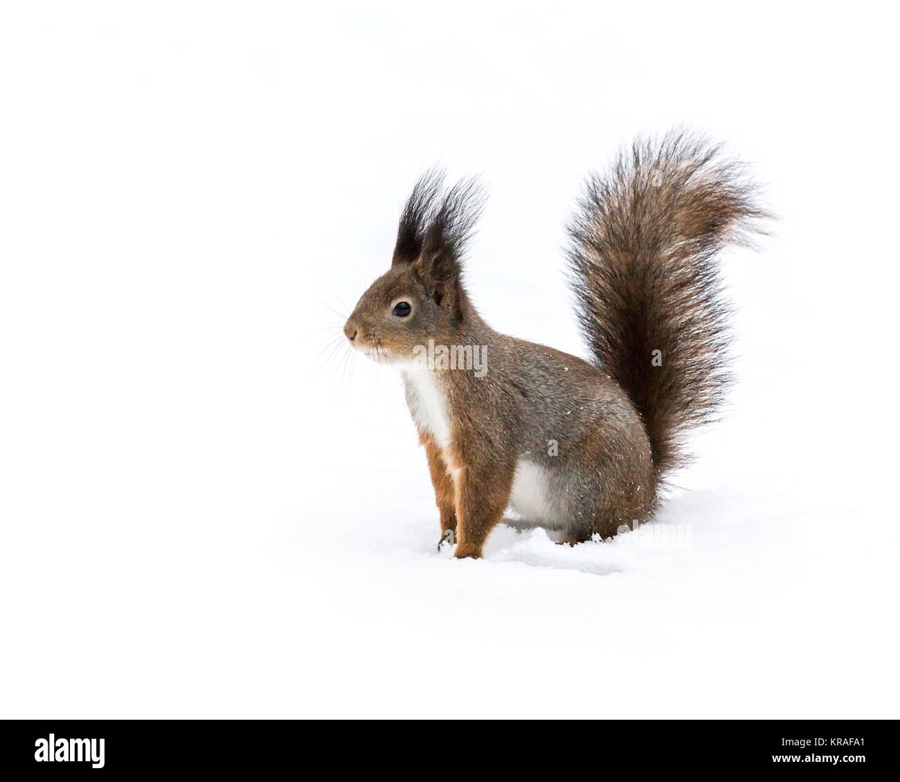 Neugierig rot flauschige Eichhörnchen sitzt auf weißen Schnee im Winter Stockfoto