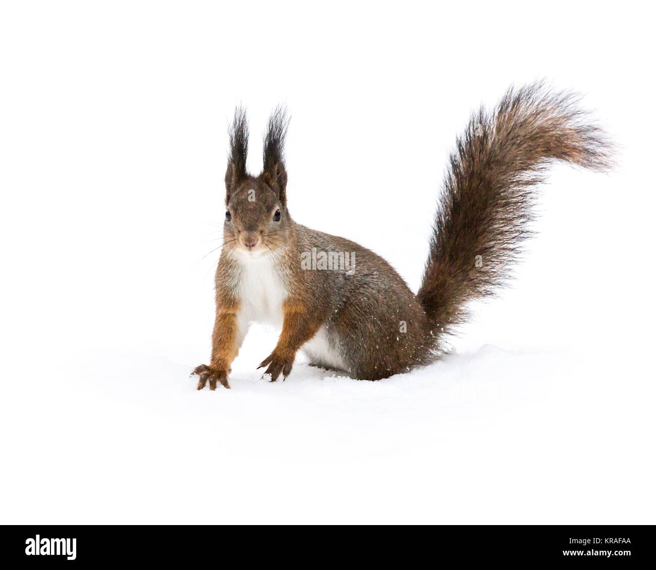Furry Eichhörnchen sitzt auf weißem Schnee im Winter Stockfoto