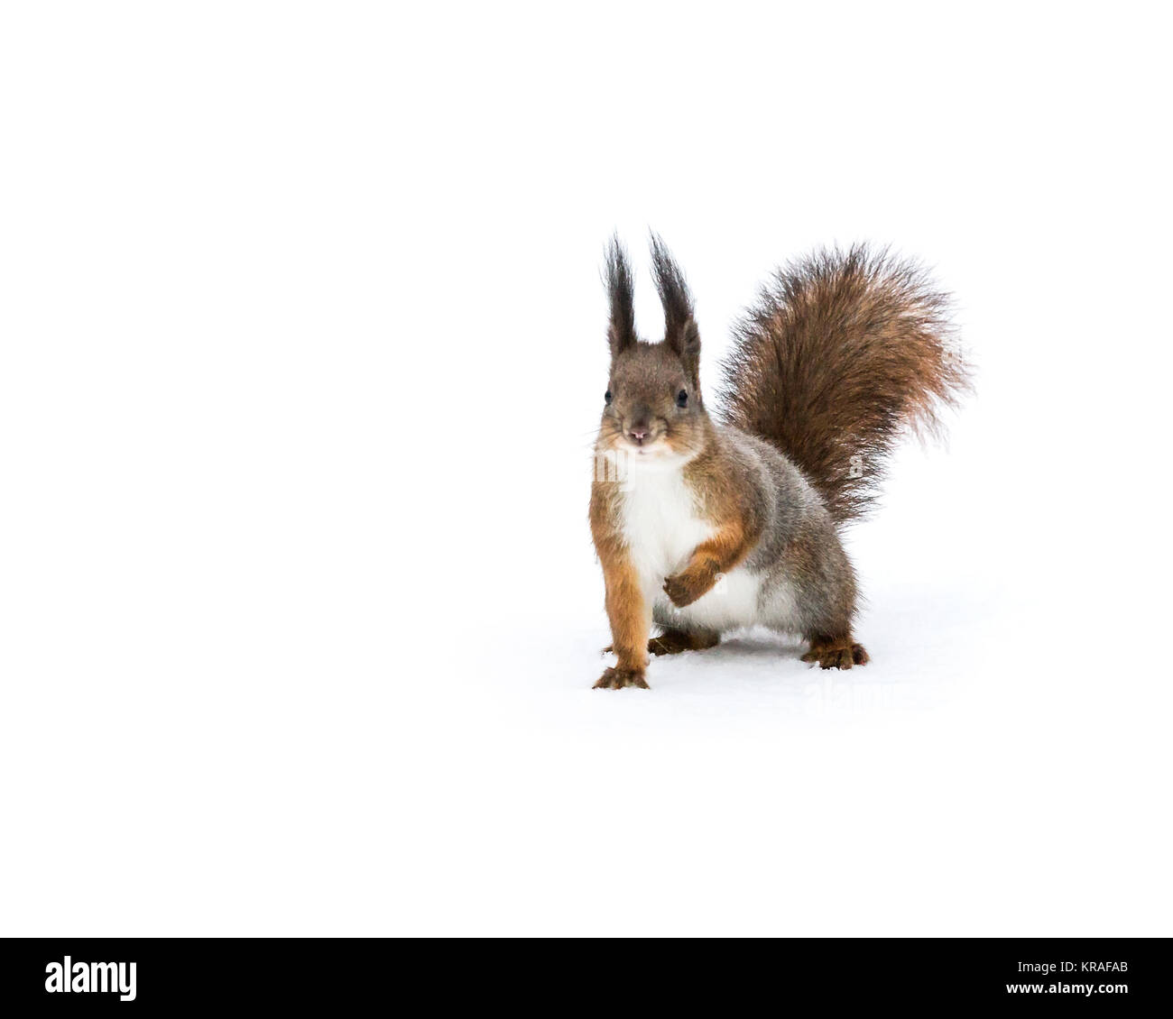 Junge rote Fuchs Eichhörnchen sitzt auf weißem Hintergrund Stockfoto