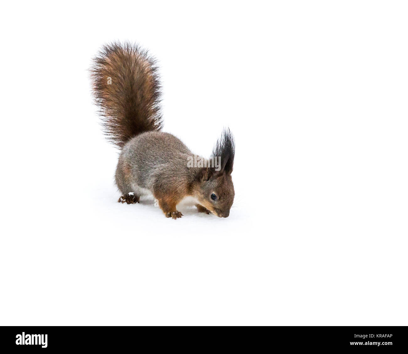 Eichhörnchen stehend auf schneebedeckten Boden und auf der Suche nach Nahrung Stockfoto