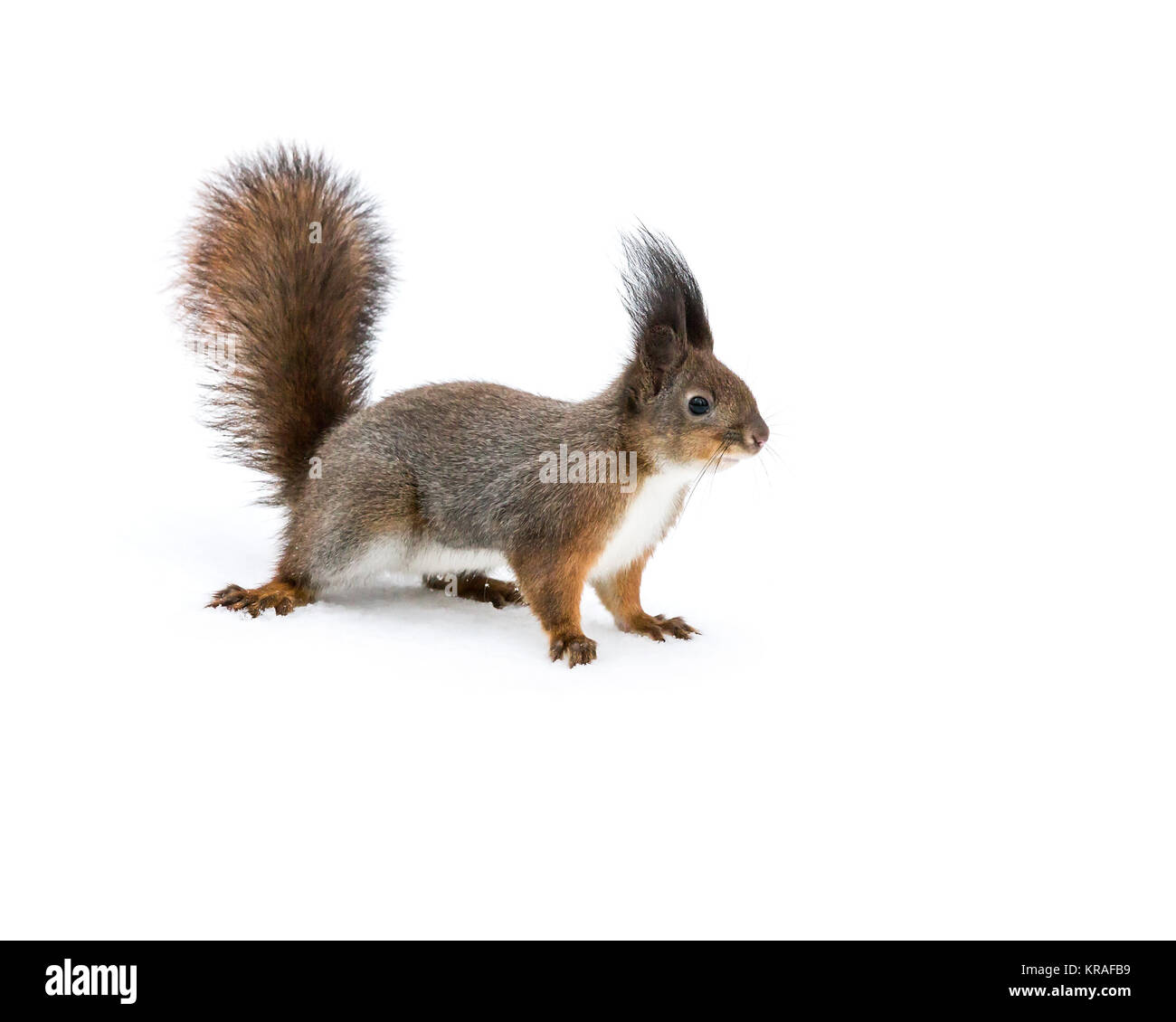 Rote junge Eichhörnchen stehend auf weißem Schnee im Winter Park Stockfoto