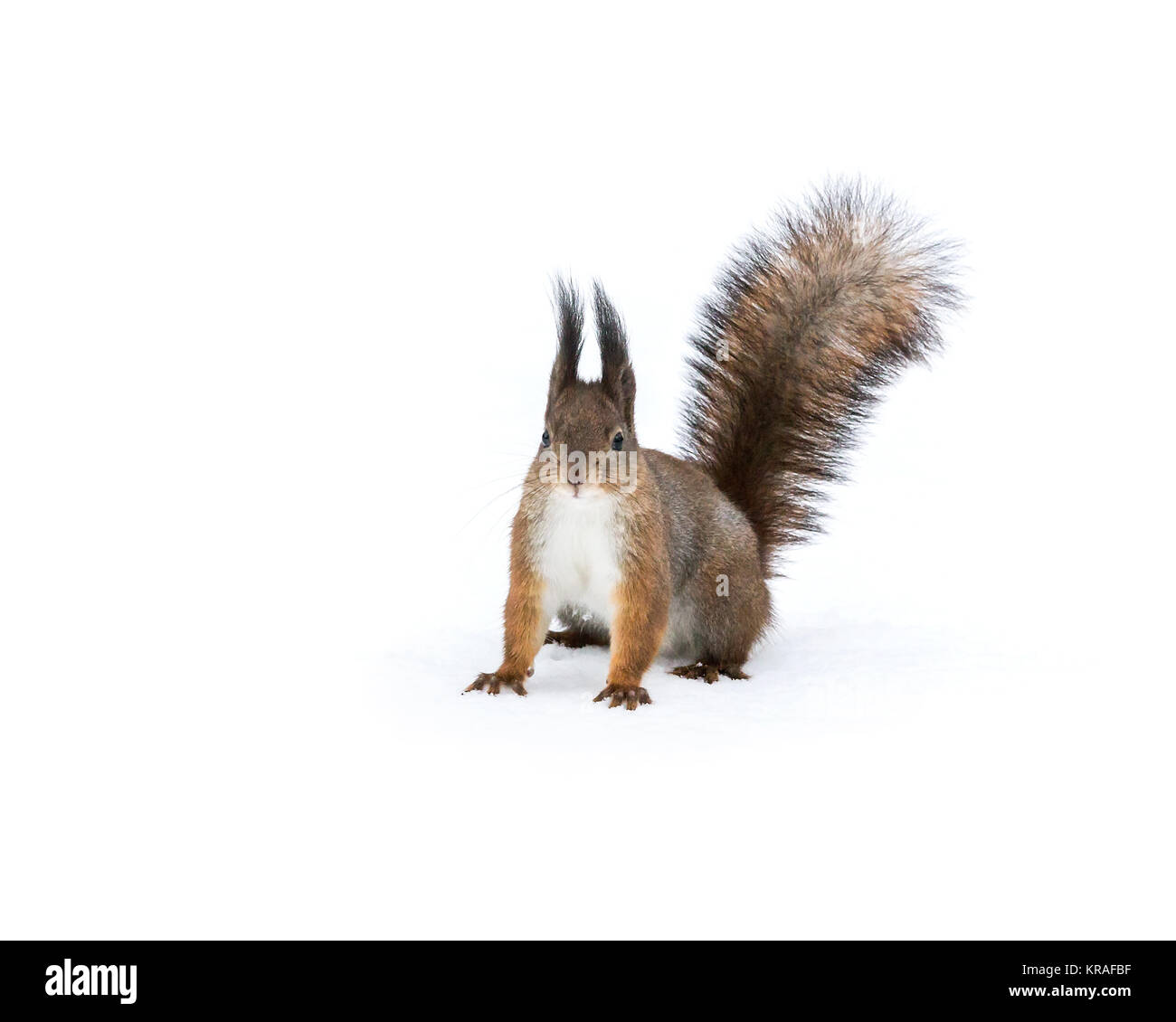 Neugierig rot flauschige Eichhörnchen sitzt auf weißem Schnee, Vorderansicht Stockfoto