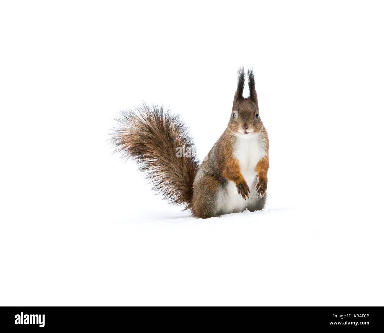 Lustige rote wenig Eichhörnchen auf Schnee Hintergrund, Vorderansicht Stockfoto