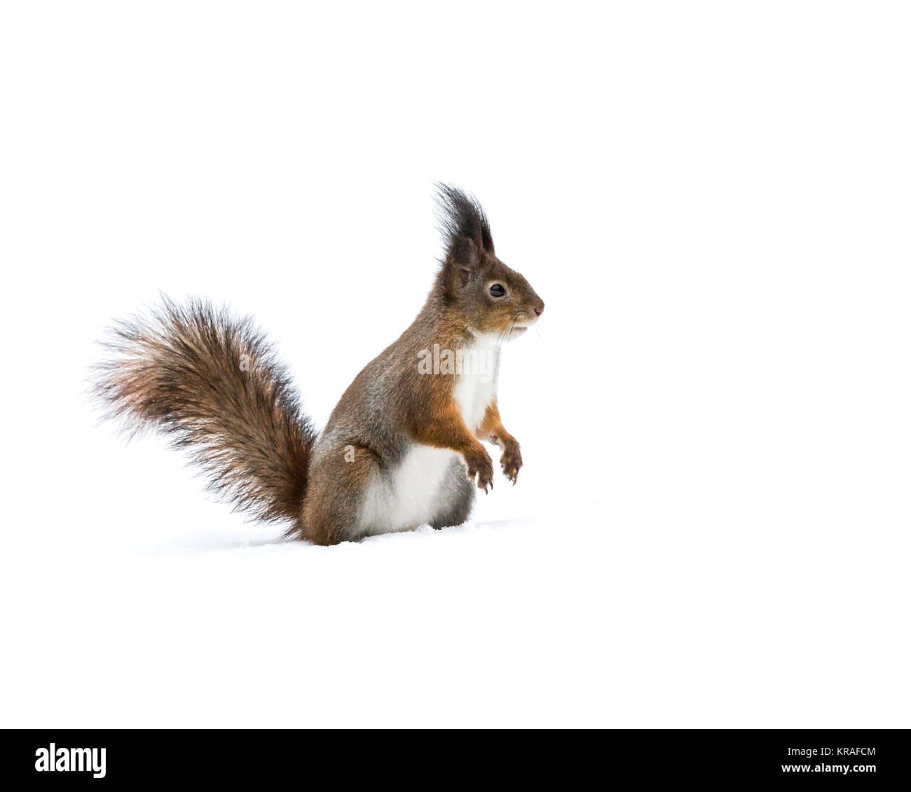 Neugierig rote junge Eichhörnchen stehend auf verschneiten Boden Stockfoto