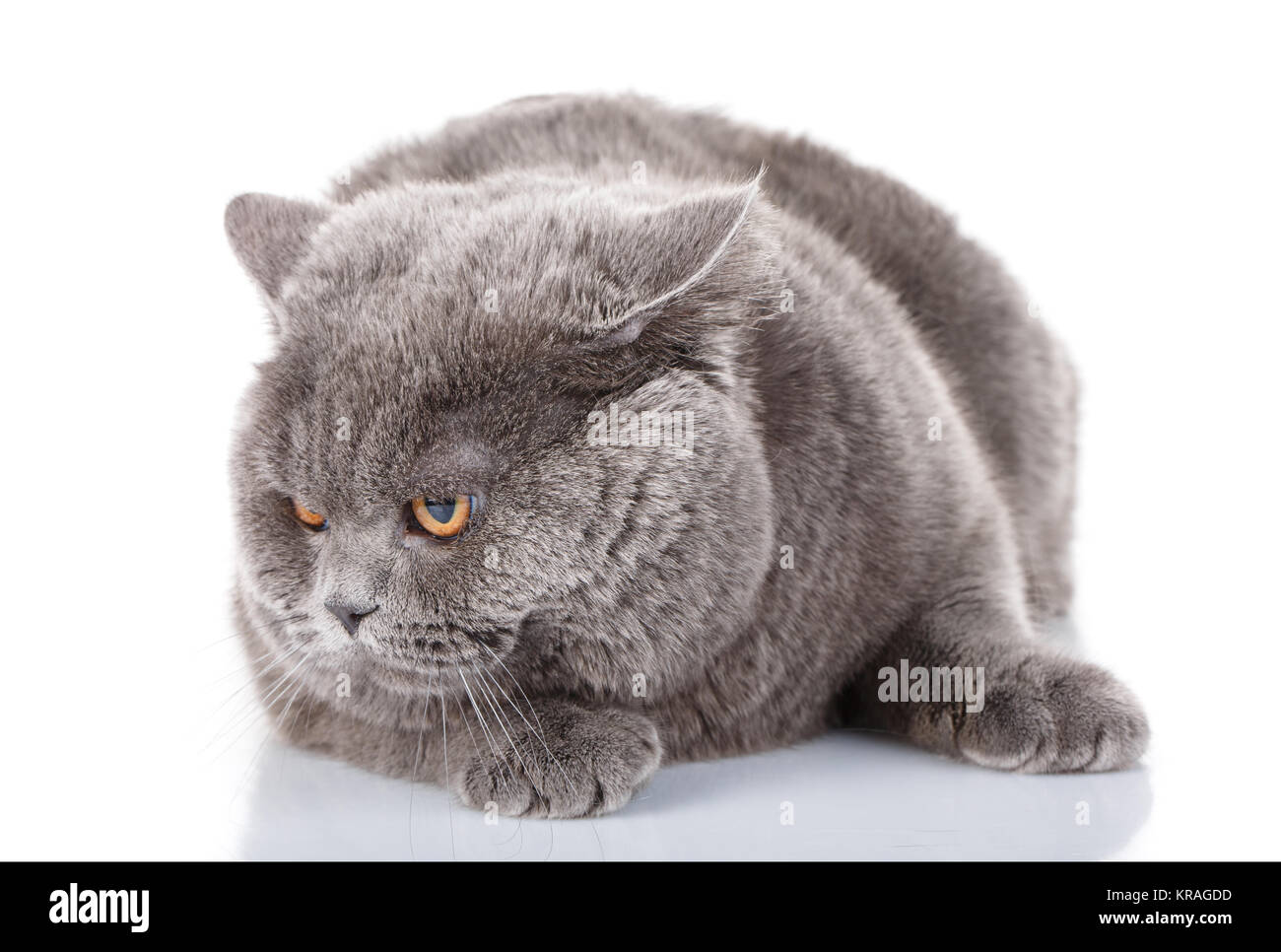 Verargert Grosse Graue Katze British Gerade Stockfotografie Alamy