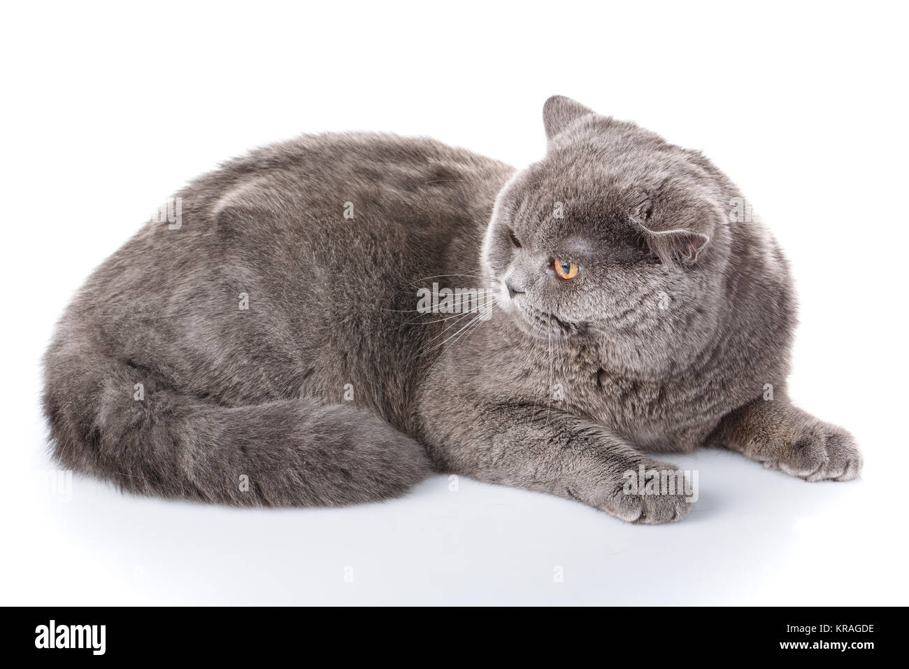 graue Katze britische gerade liegend auf einem weißen Hintergrund Stockfoto