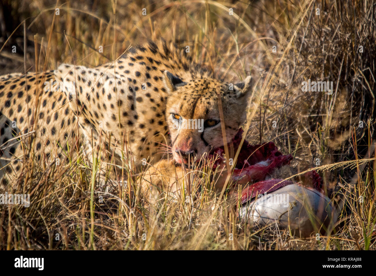 Cheetah essen von einem riedböcke Karkasse im Gras. Stockfoto