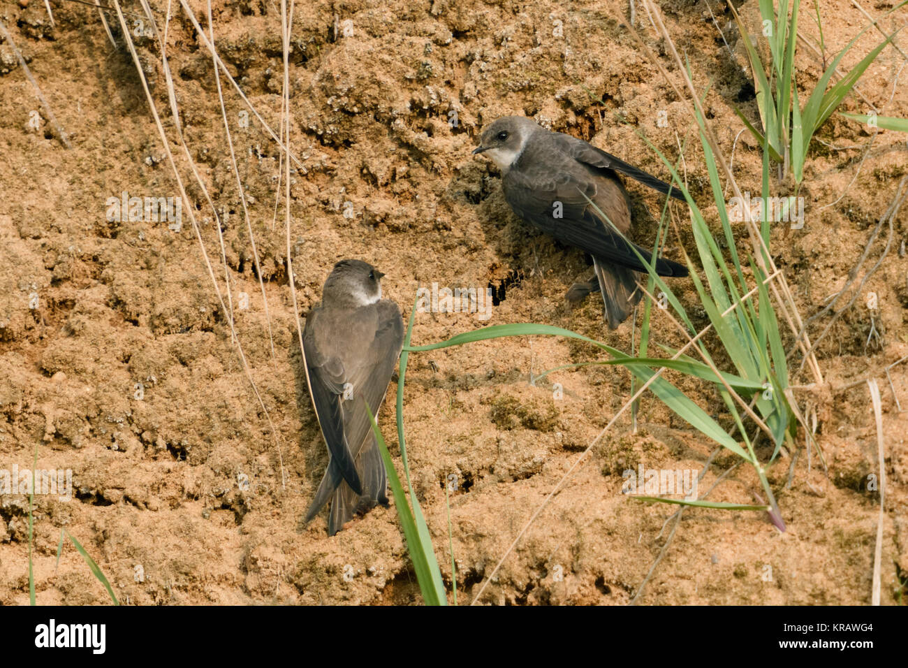 Sand Martin/Bank Schwalben (Riparia riparia), Paar, nur in die Zucht Gebiet kamen, auf der Suche nach einem Nest Löcher zu graben, Europa. Stockfoto