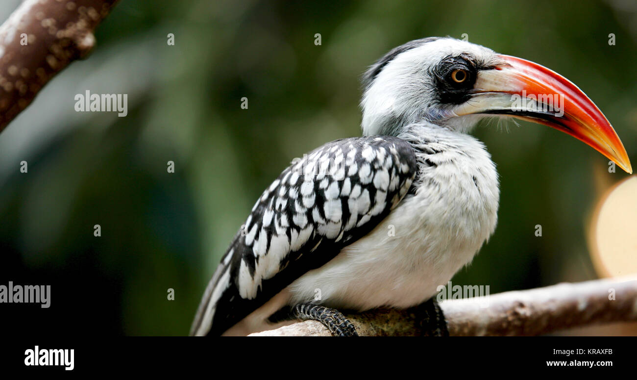 Yellow billed Hornbill sitzen auf Baum Stockfoto