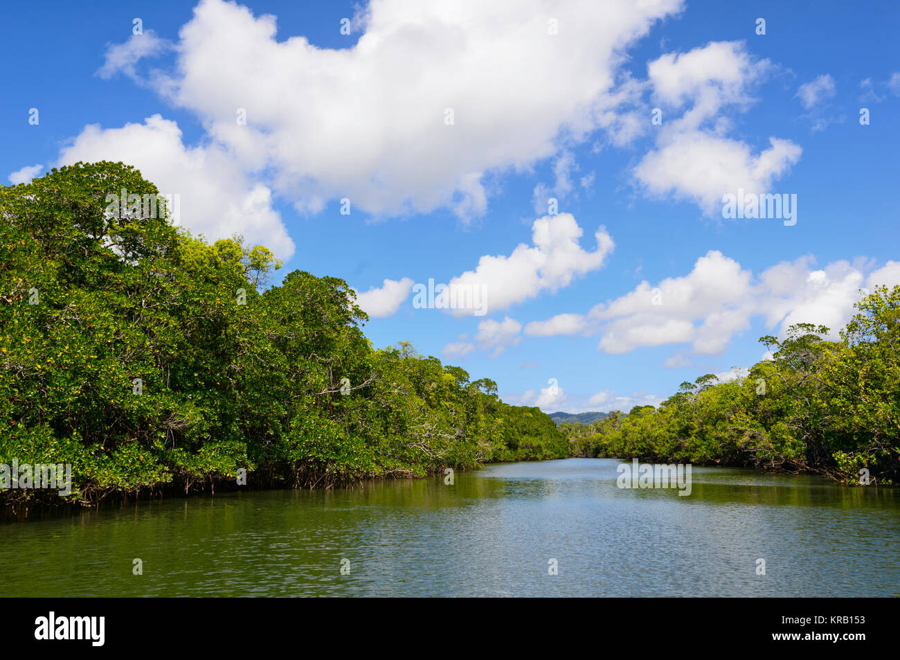 River Cruise in Cooper Creek, Cape Tribulation, Daintree National Park, Far North Queensland, FNQ, QLD, Australien Stockfoto