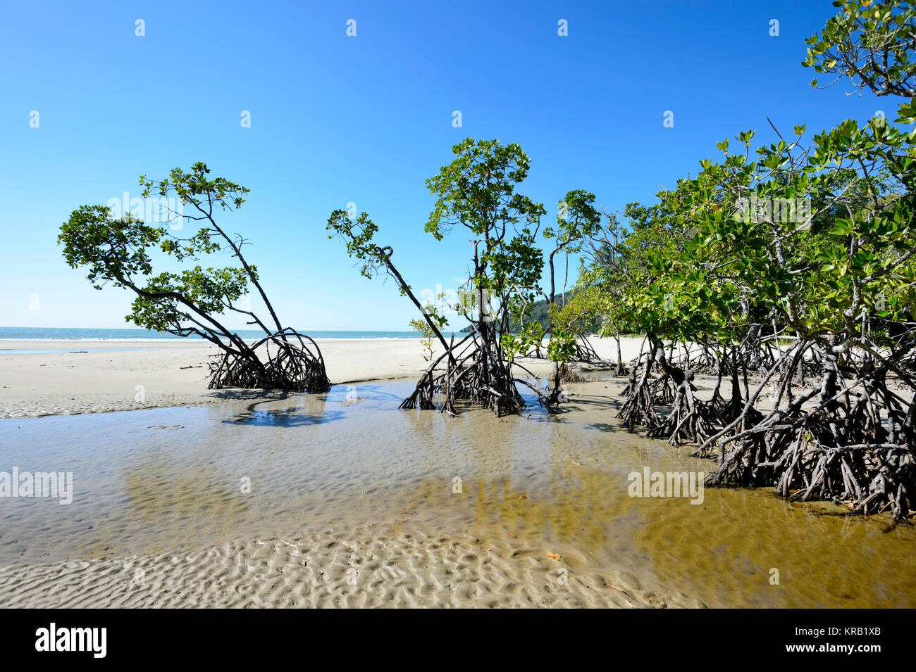 Mangroven an der Küste bei Cow Bay Beach, Cape Tribulation, Daintree National Park, Far North Queensland, FNQ, QLD, Australien Stockfoto