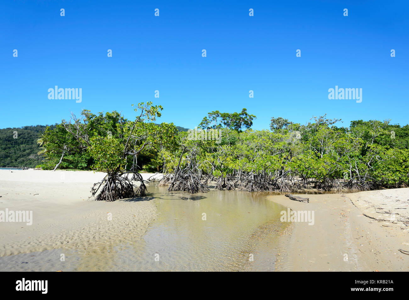 Mangroven an der Küste bei Cow Bay Beach, Cape Tribulation, Daintree National Park, Far North Queensland, FNQ, QLD, Australien Stockfoto
