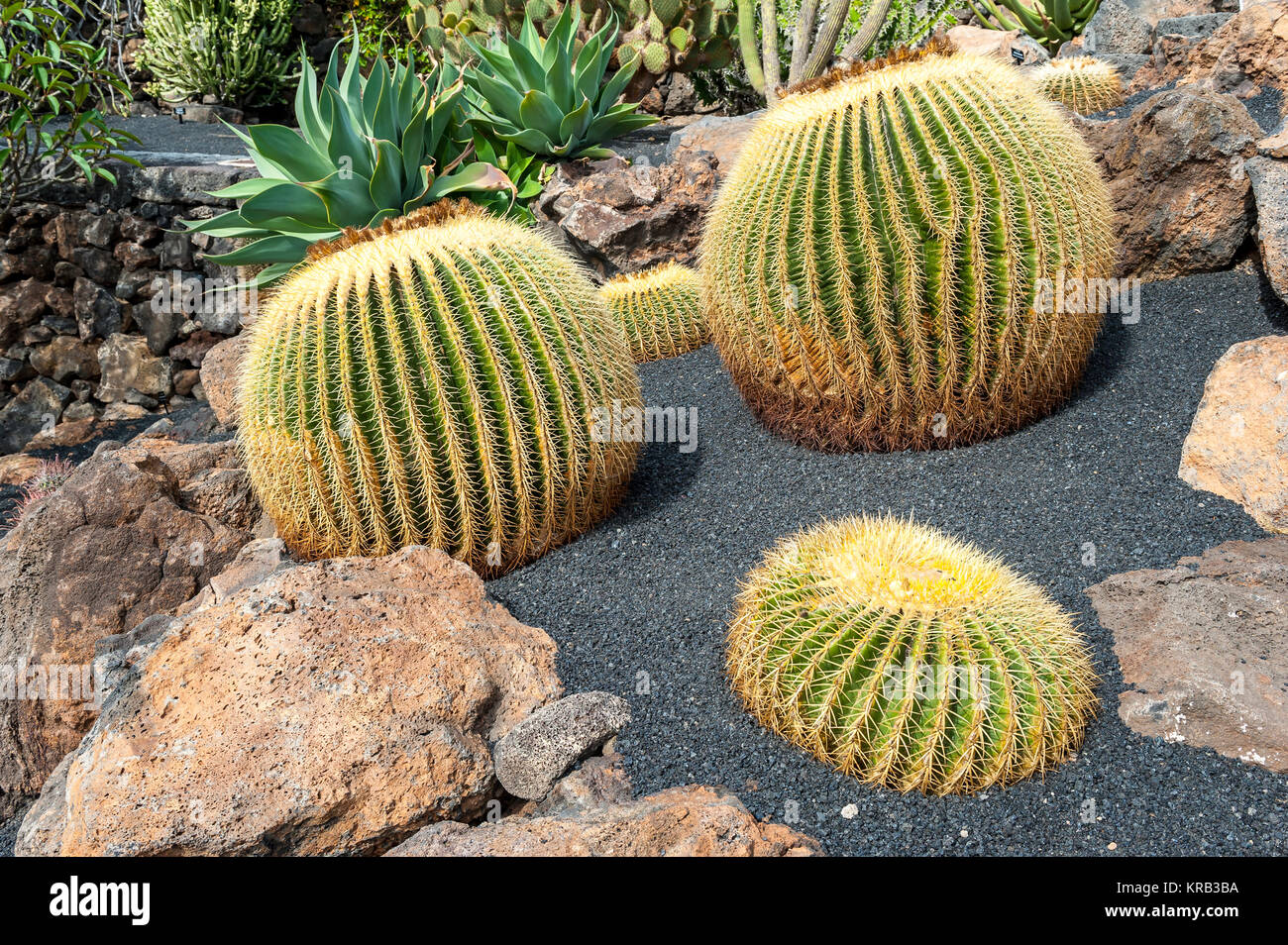 Jardin de Cactus, Lanzarote, Kanarische Inseln, Spanien Stockfoto