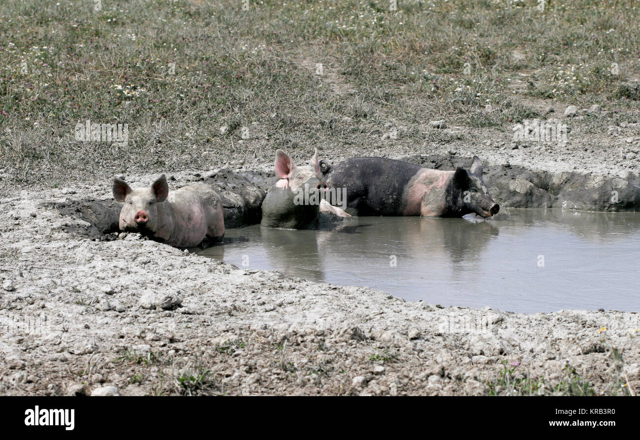 Freilandhaltung von Schweinen in Ton Pfoten Stockfoto