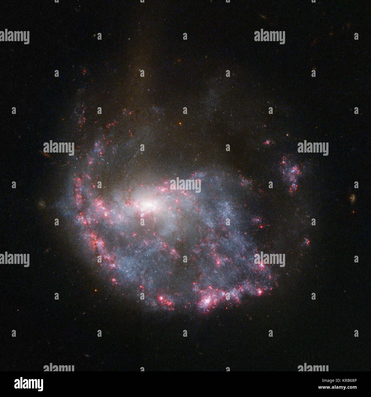 Eine fast vollständige Kreis der hell-rosa Nebel Röcke um eine Spiralgalaxie in diesem NASA/ESA Hubble Space Telescope Bild von NGC 922. Die ringstruktur und der Galaxie verzerrt Spiralform Ergebnis von einem kleineren Galaxie zählen eine kosmische Bullseye, schlagen das Zentrum von NGC 922 rund 330 Millionen Jahren. Hubbles Blick auf NGC 922 Stockfoto