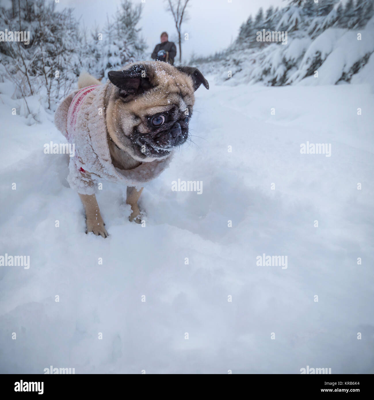 Hund (pug) mit Pullover isst Schnee im Winter zu Fuß Stockfoto