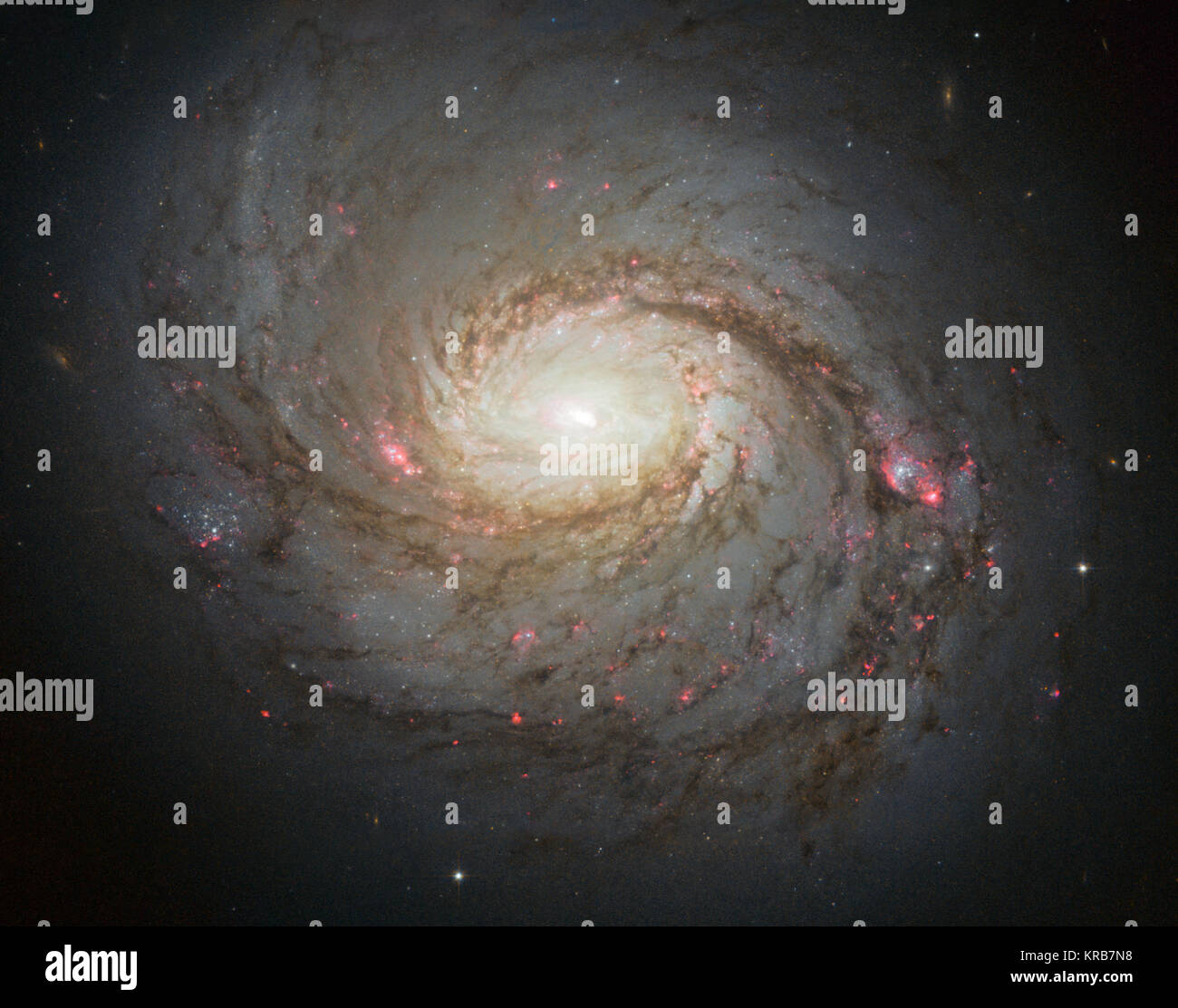 Die NASA/ESA Hubble Space Telescope hat dieses lebendige Bild der Spiralgalaxie Messier 77 - eine Galaxie im Sternbild Cetus, rund 45 Millionen Licht eingefangen - Jahre von uns entfernt. Die Streifen in Rot und Blau im Bild Taschen Highlight der Sternentstehung entlang der pinwheeling Waffen, mit dunklen Staub Gassen ausdehnend über starry Zentrum der Galaxie. Die Galaxie gehört zu einer Klasse von Galaxien als Seyfert Galaxien, die in hohem Grade Gas ionisiert haben um ein intensiv aktiven Zentrum bekannt. Messier 77 Spiralgalaxie durch HST Stockfoto