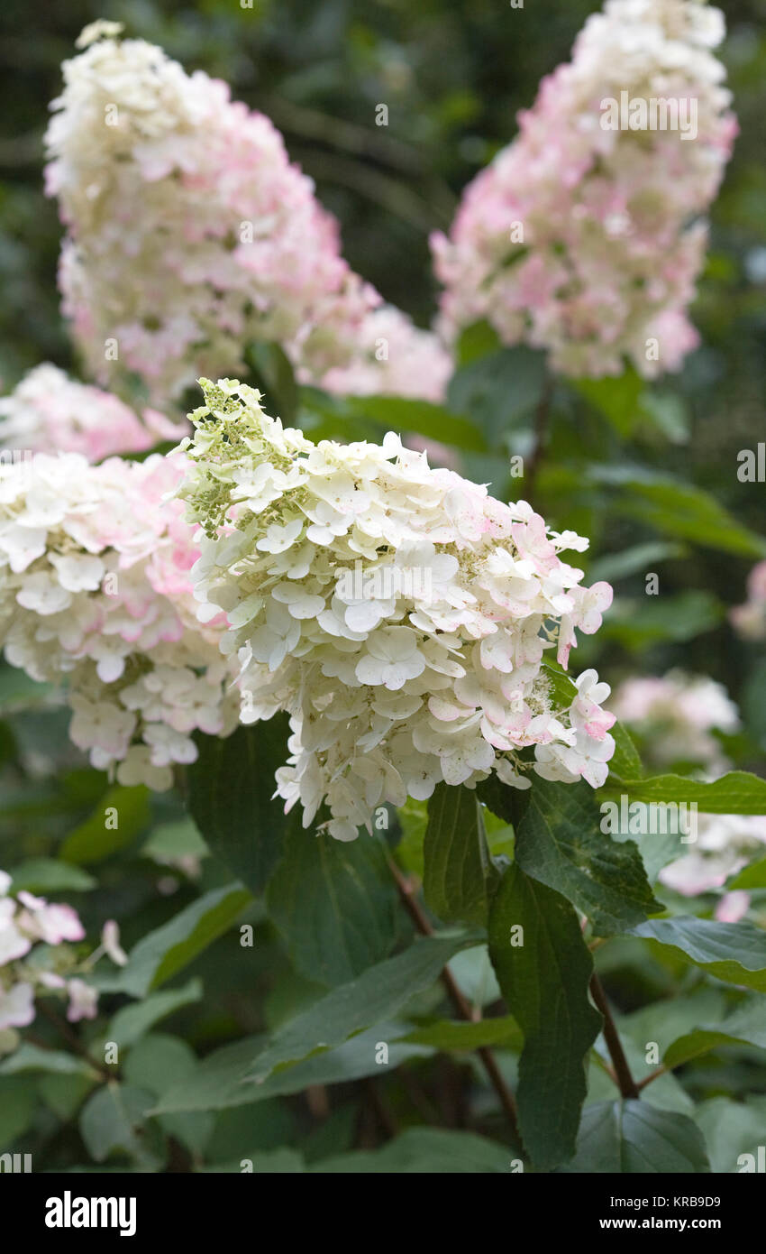 Hydrangea paniculata Blumen. Stockfoto