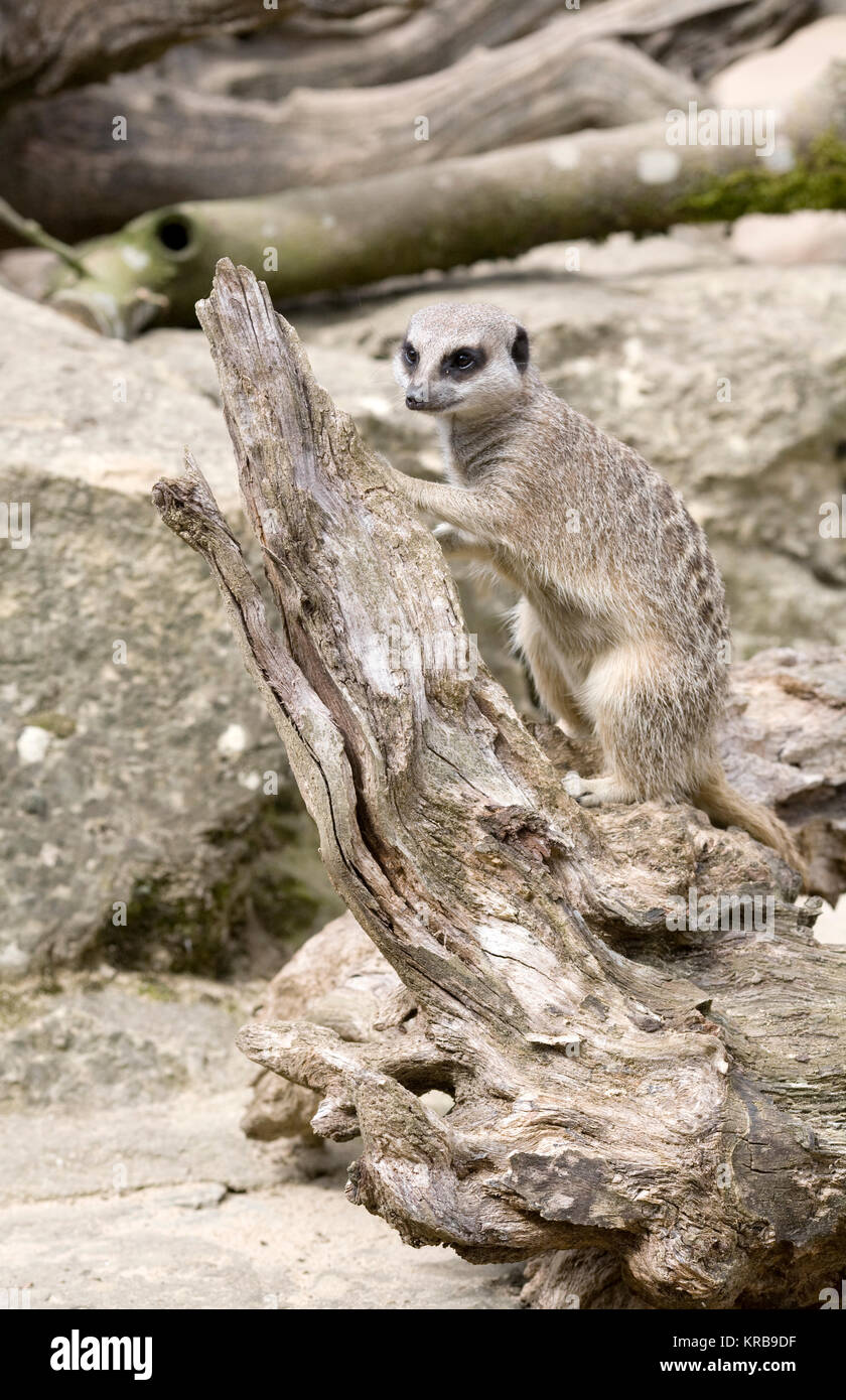 Suricata suricatta. Ein Erdmännchen in der Gefangenschaft in Großbritannien suchen nach Nahrung. Stockfoto