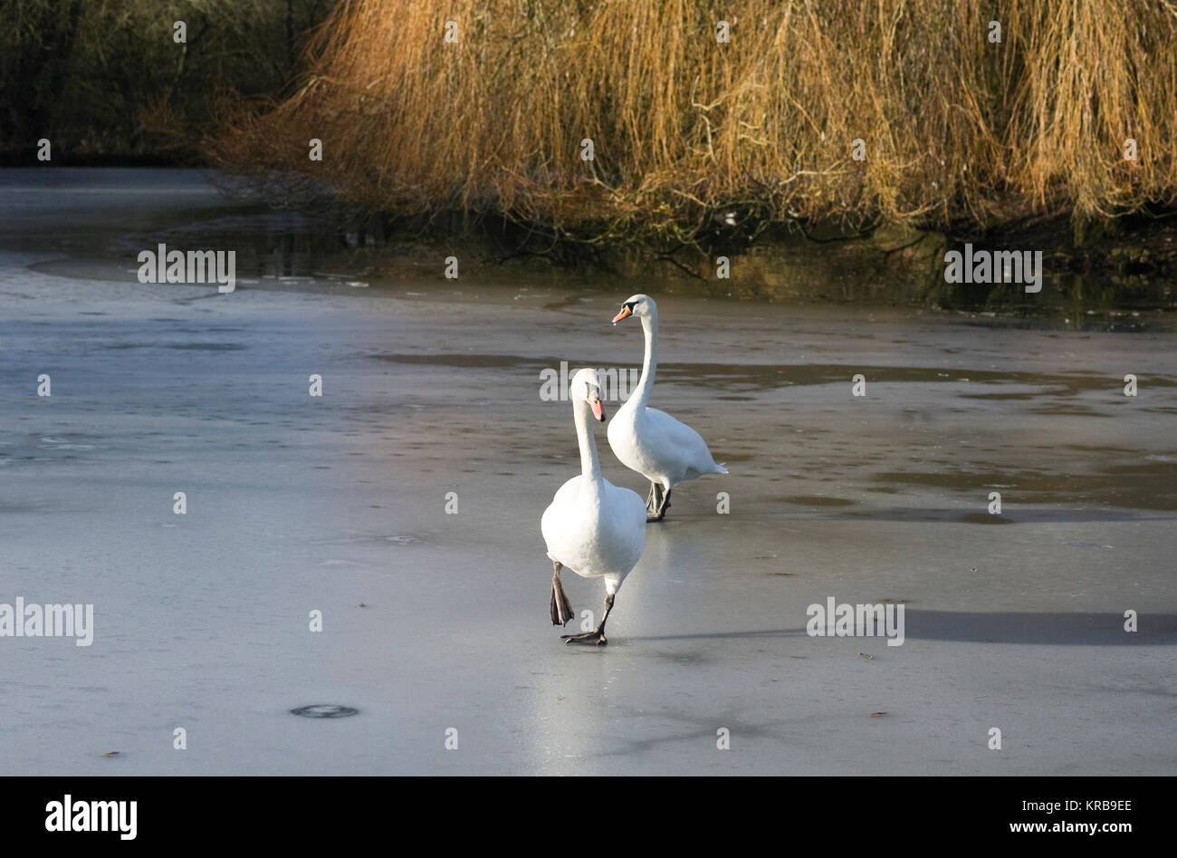 Cygnus olor. Ein paar Höckerschwäne auf einem zugefrorenen See. Stockfoto