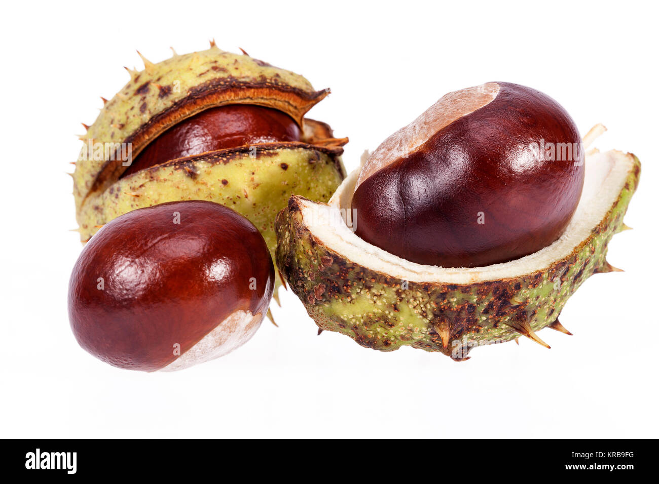 Früchte der Kastanien in grün Shell auf weißem Hintergrund Stockfoto