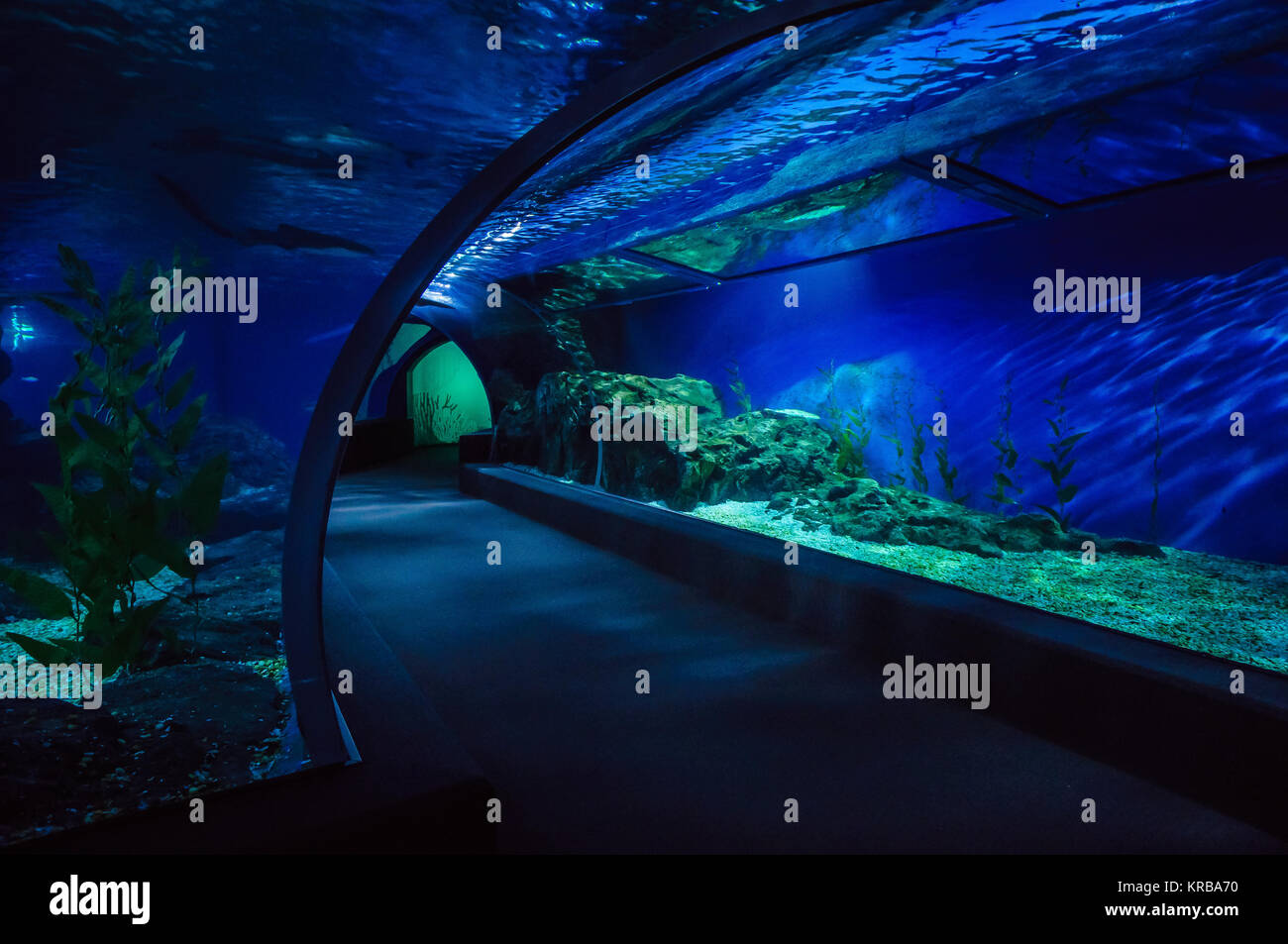 Tunnel im Oceanarium Stockfoto
