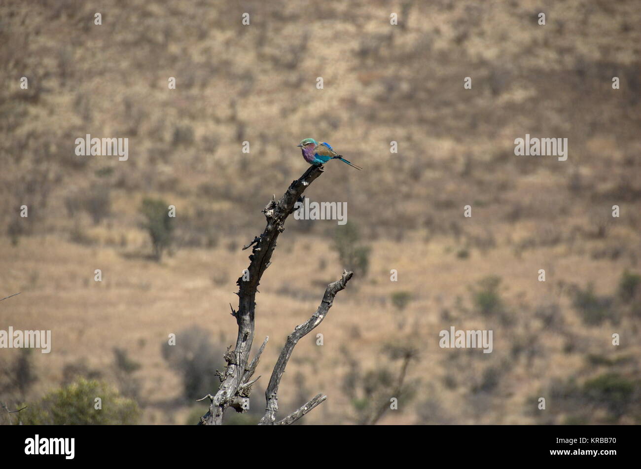 Lilac breasted roller Vogel in Pilanesberg National Park, North West Provinve, Südafrika Stockfoto