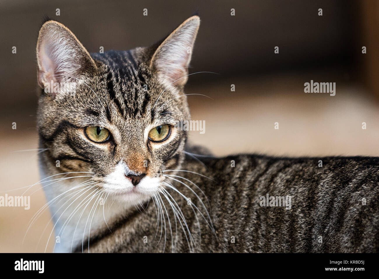 Tabby Katze Portrait Nahaufnahme Stockfoto