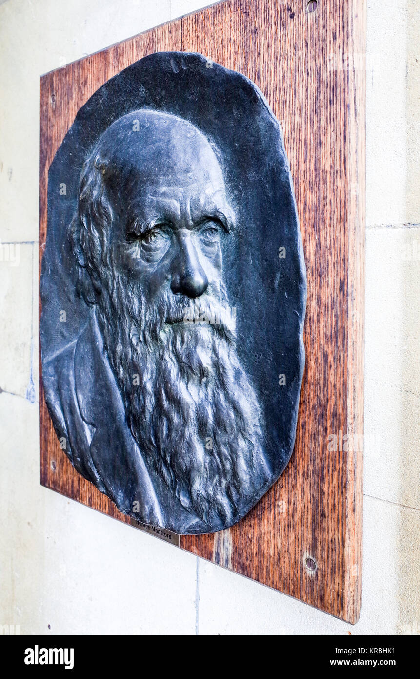 Charles Darwin Skulptur/Bildnis von Horace Montford in Christ's College der Universität Cambridge Großbritannien Stockfoto
