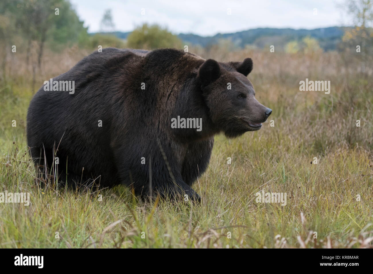 Braunbär (Ursus arctos), leistungsstarke Erwachsene, gut für den Winter vorbereitet, zu Fuß durch eine nasse Wiese, Sumpf, Moor nahe an den Rand eines Waldes, Europa Stockfoto