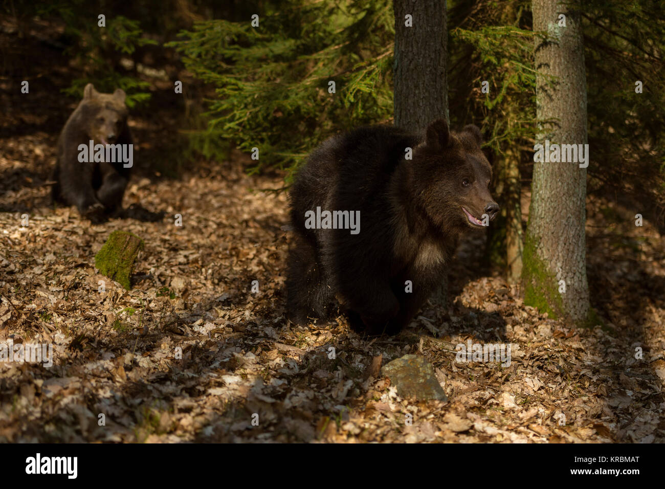 Europäische Braunbären/Europaeische Braunbaeren (Ursus arctos), junge Junge, läuft durch einen natürlichen herbstlichen Wald, im letzten Licht, Europa. Stockfoto