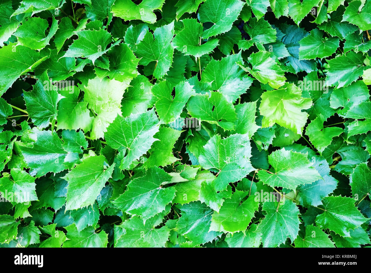 Grüne Traube Blätter Stockfoto