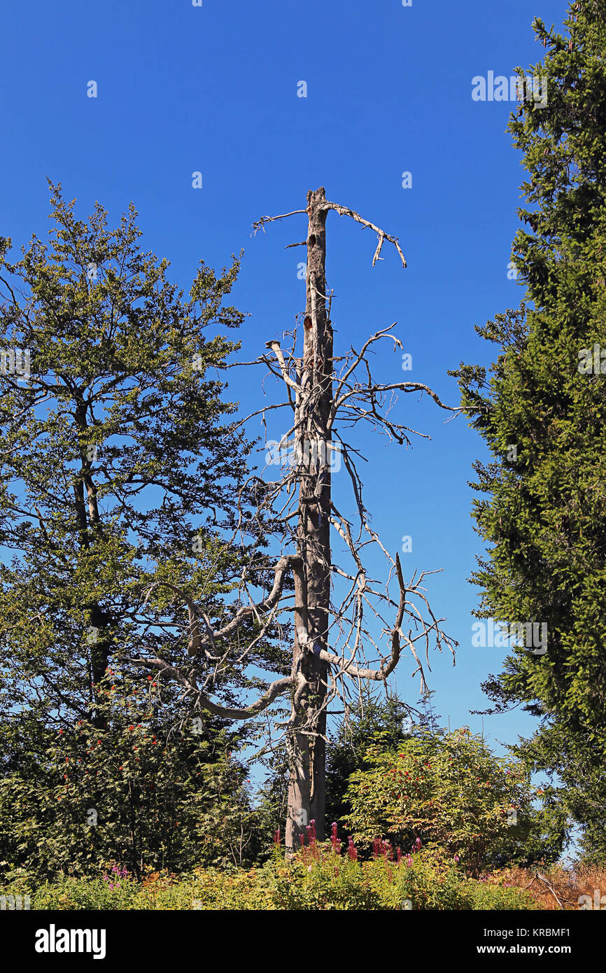 Toter Baum auf dem Schauinsland Stockfoto